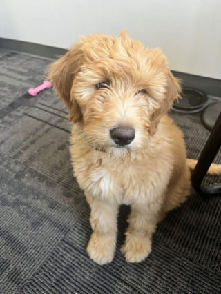 Illustration de l'article : 20 photos de Goldendoodles qui embelliront votre journée avec leur irrésistible charme