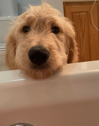 Illustration de l'article : 20 photos de Goldendoodles qui embelliront votre journée avec leur irrésistible charme