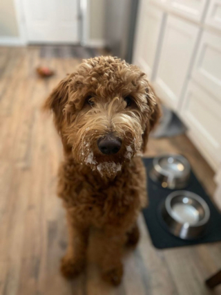 Illustration de l'article : 20 photos de Goldendoodles qui embelliront votre journée avec leur irrésistible charme