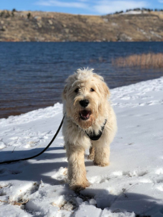 Illustration de l'article : 20 photos de Goldendoodles qui embelliront votre journée avec leur irrésistible charme