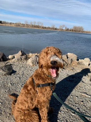 Illustration de l'article : 20 photos de Goldendoodles qui embelliront votre journée avec leur irrésistible charme