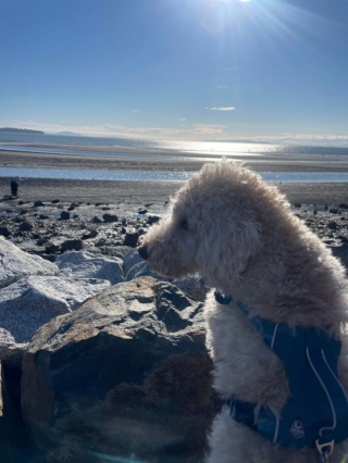Illustration de l'article : 20 photos de Goldendoodles qui embelliront votre journée avec leur irrésistible charme