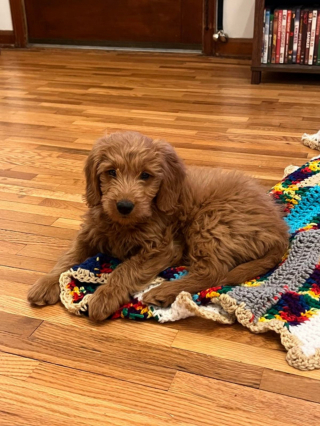 Illustration de l'article : 20 photos de Goldendoodles qui embelliront votre journée avec leur irrésistible charme