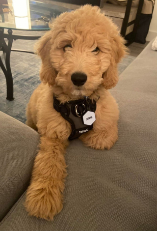 Illustration de l'article : 20 photos de Goldendoodles qui embelliront votre journée avec leur irrésistible charme