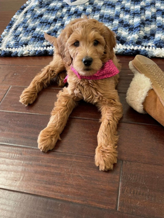 Illustration de l'article : 20 photos de Goldendoodles qui embelliront votre journée avec leur irrésistible charme