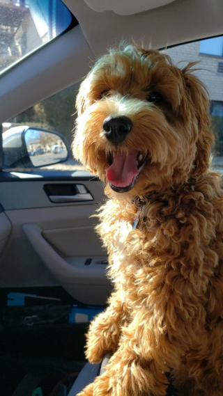 Illustration de l'article : 20 photos de Goldendoodles qui embelliront votre journée avec leur irrésistible charme