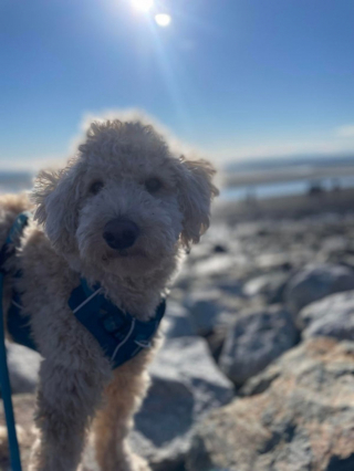 Illustration de l'article : 20 photos de Goldendoodles qui embelliront votre journée avec leur irrésistible charme