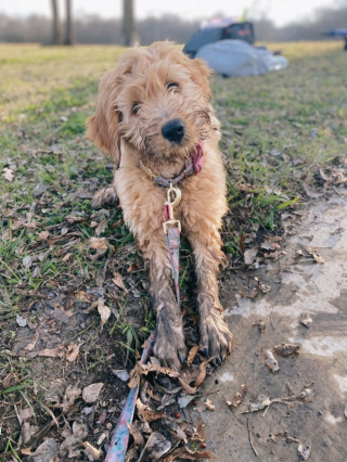 Illustration de l'article : 20 photos de Goldendoodles qui embelliront votre journée avec leur irrésistible charme