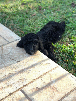 Illustration de l'article : 20 photos de Goldendoodles qui embelliront votre journée avec leur irrésistible charme