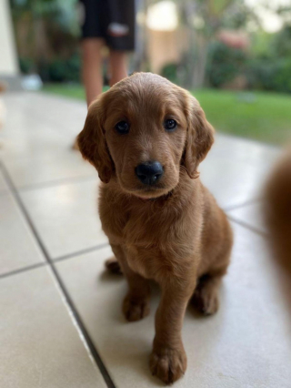 Illustration de l'article : 20 photos de Goldendoodles qui embelliront votre journée avec leur irrésistible charme