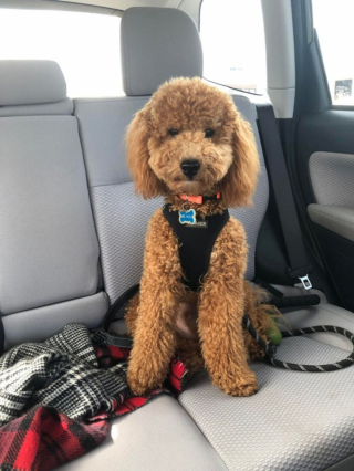 Illustration de l'article : 20 photos de Goldendoodles qui embelliront votre journée avec leur irrésistible charme