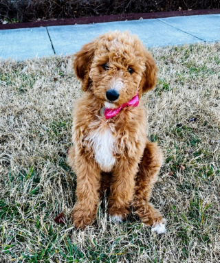 Illustration de l'article : 20 photos de Goldendoodles qui embelliront votre journée avec leur irrésistible charme