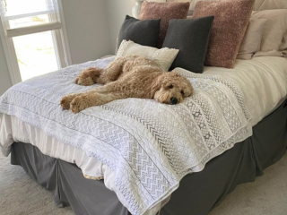 Illustration de l'article : 20 photos de Goldendoodles qui embelliront votre journée avec leur irrésistible charme