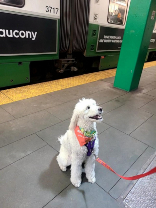 Illustration de l'article : 20 photos de Goldendoodles qui embelliront votre journée avec leur irrésistible charme