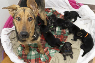 Illustration de l'article : Miracle de la vie : une chienne enceinte survit à une morsure de serpent et donne naissance à 7 chiots