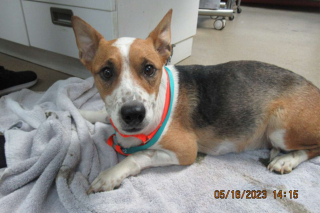 Illustration de l'article : Miracle de la vie : une chienne enceinte survit à une morsure de serpent et donne naissance à 7 chiots