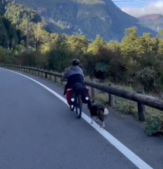 Illustration de l'article : Une femme adopte un chien errant lors d'une randonnée au Chili