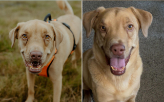 Illustration de l'article : Simba, le chien à la bouille unique qui a conquis les réseaux sociaux