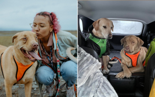 Illustration de l'article : Simba, le chien à la bouille unique qui a conquis les réseaux sociaux