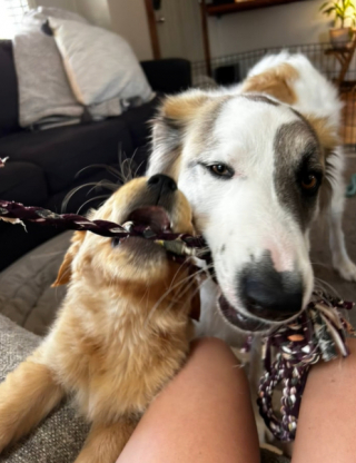 Illustration de l'article : L'adorable rencontre entre deux chiens qui deviennent inséparables
