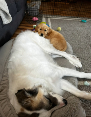 Illustration de l'article : L'adorable rencontre entre deux chiens qui deviennent inséparables