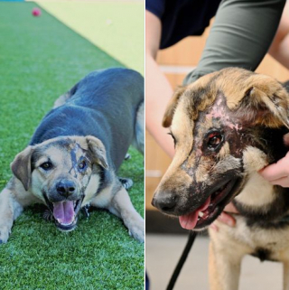 Illustration de l'article : Après avoir échappé à la cruauté, Omid, une chienne croisée Berger, tente de prendre un nouveau départ dans la vie