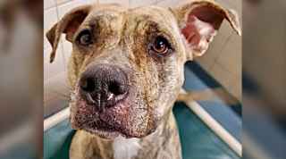 Illustration de l'article : La touchante histoire de Babs, la chienne croisée Cane Corso qui a battu le record de longévité au refuge