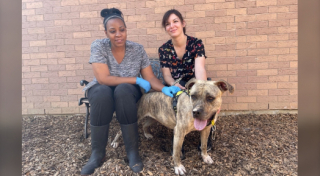 Illustration de l'article : La touchante histoire de Babs, la chienne croisée Cane Corso qui a battu le record de longévité au refuge