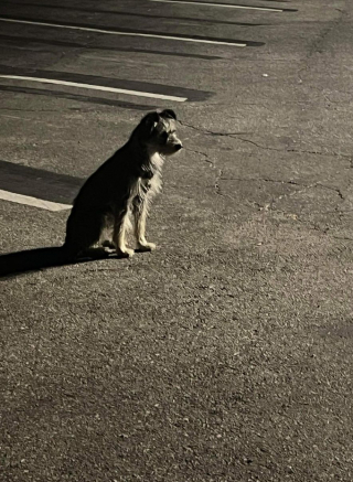 Illustration de l'article : Voici la touchante histoire de Scarlett, la petite chienne refusant de s’éloigner du pied de l’arbre où elle a été abandonnée