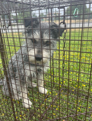 Illustration de l'article : Voici la touchante histoire de Scarlett, la petite chienne refusant de s’éloigner du pied de l’arbre où elle a été abandonnée