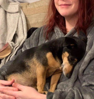 Illustration de l'article : 13 chiens totalement accros à leurs propriétaire et prêts à les suivre absolument partout