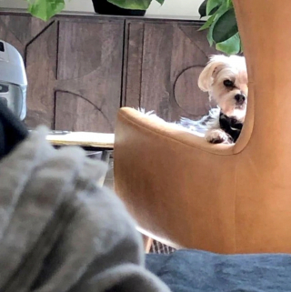 Illustration de l'article : 13 chiens totalement accros à leurs propriétaire et prêts à les suivre absolument partout