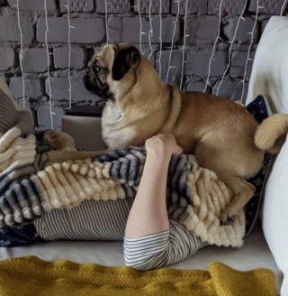 Illustration de l'article : 13 chiens totalement accros à leurs propriétaire et prêts à les suivre absolument partout