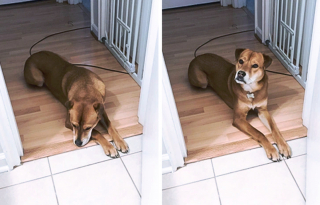 Illustration de l'article : 13 chiens totalement accros à leurs propriétaire et prêts à les suivre absolument partout