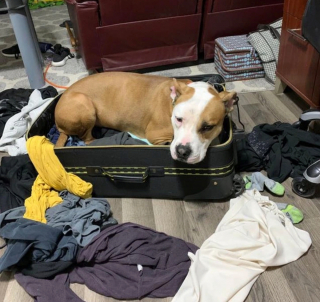 Illustration de l'article : 13 chiens totalement accros à leurs propriétaire et prêts à les suivre absolument partout