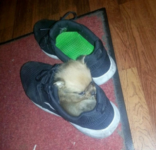 Illustration de l'article : 13 chiens totalement accros à leurs propriétaire et prêts à les suivre absolument partout