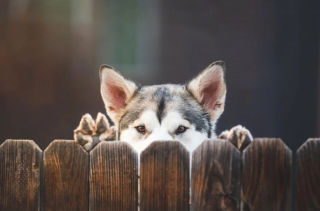 Illustration de l'article : 13 chiens totalement accros à leurs propriétaire et prêts à les suivre absolument partout