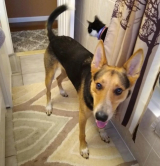 Illustration de l'article : 13 chiens totalement accros à leurs propriétaire et prêts à les suivre absolument partout