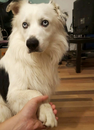 Illustration de l'article : 13 chiens totalement accros à leurs propriétaire et prêts à les suivre absolument partout