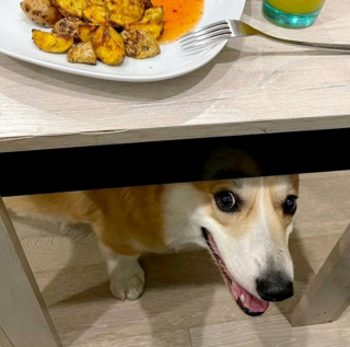 Illustration de l'article : 13 chiens totalement accros à leurs propriétaire et prêts à les suivre absolument partout