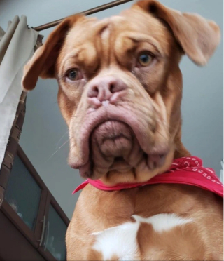 Illustration de l'article : 13 chiens totalement accros à leurs propriétaire et prêts à les suivre absolument partout