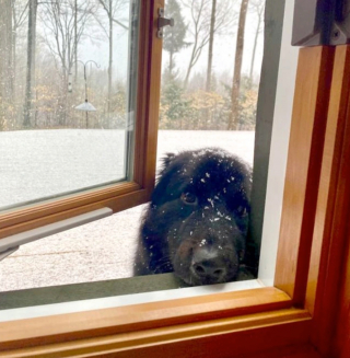 Illustration de l'article : 13 chiens totalement accros à leurs propriétaire et prêts à les suivre absolument partout