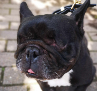 Illustration de l'article : Le combat courageux de Maddie, une petite chienne bouledogue face aux séquelles d'une vie difficile