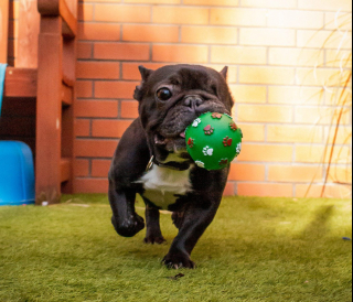 Illustration de l'article : Le combat courageux de Maddie, une petite chienne bouledogue face aux séquelles d'une vie difficile