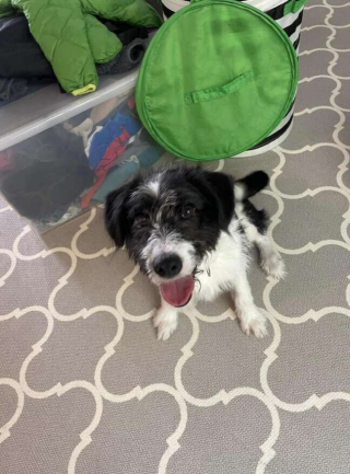 Illustration de l'article : Un chiot errant âgé de 8 mois réapprend à faire confiance aux humains grâce à une petite fille de 8 ans