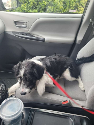 Illustration de l'article : Un chiot errant âgé de 8 mois réapprend à faire confiance aux humains grâce à une petite fille de 8 ans