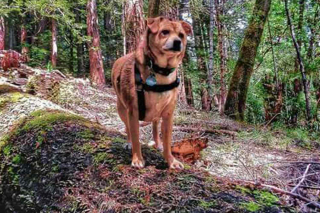 Illustration de l'article : Grâce à son talent naturel de pistage, Platon a contribué à retrouver 62 chiens perdus