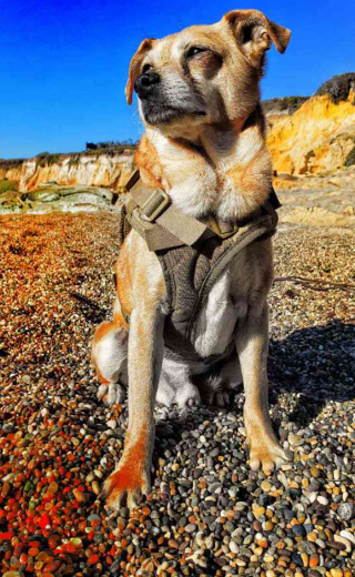 Illustration de l'article : Grâce à son talent naturel de pistage, Platon a contribué à retrouver 62 chiens perdus