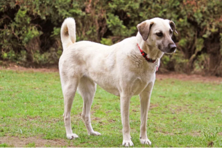 Illustration de l'article : 14 races de chiens taille XXL : les géants au grand cœur et au poil doux