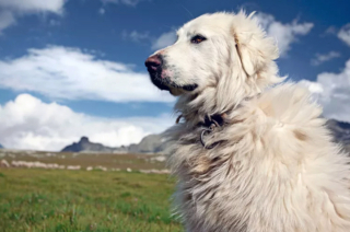 Illustration de l'article : 14 races de chiens taille XXL : les géants au grand cœur et au poil doux